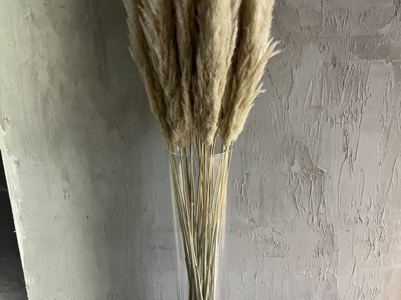 pampasy trawa pampasowa do wynajmu stoisko targowe targi wystawiennicze warszawa wypożyczalnia